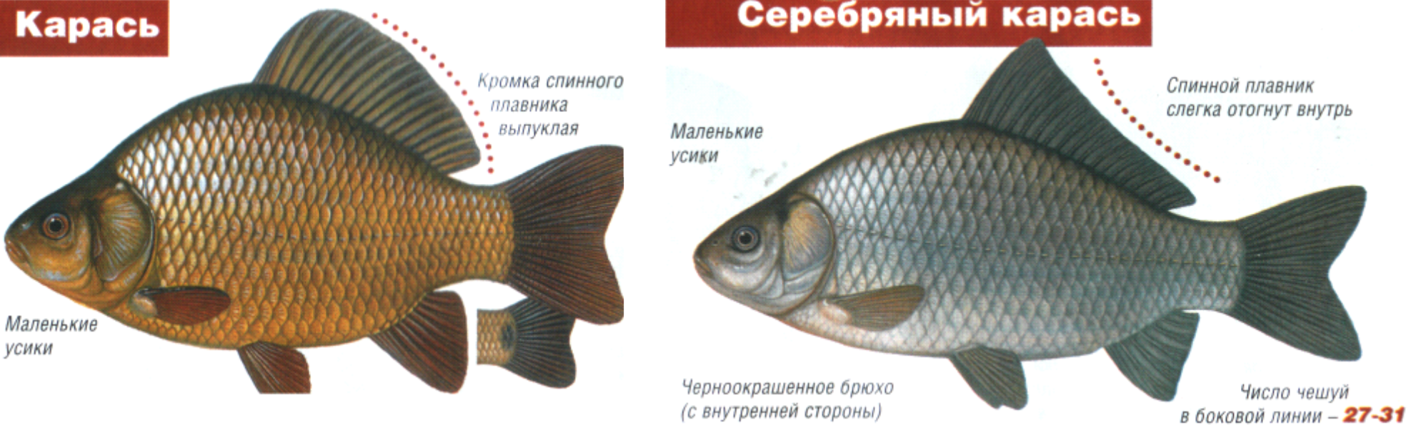 Золотой карась и серебряный карась: (как выглядит рыба и чем питается)