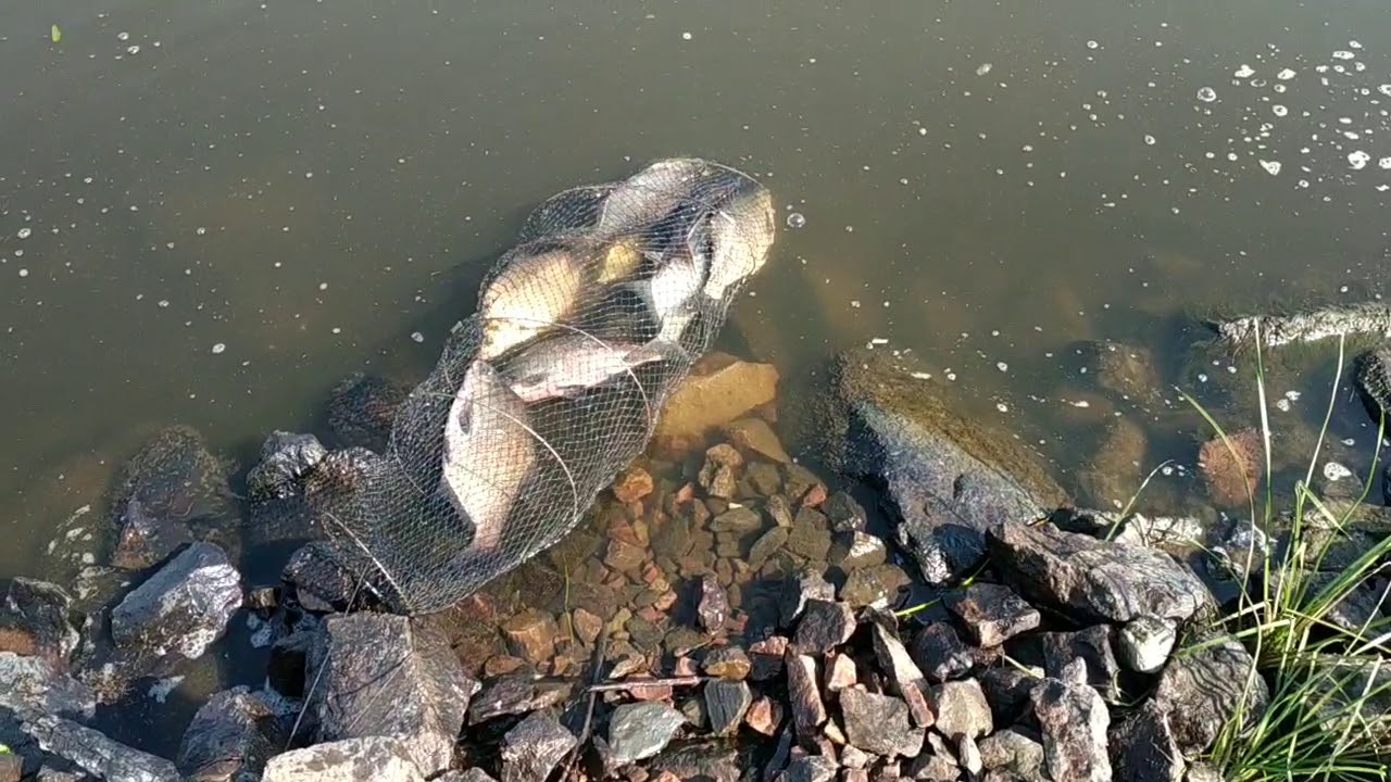 Рыбалка на припяти. Река Припять Чернобыль рыба. Рыбалка на реке Припять в Чернобыле. Рыба в реке Припять. Дно реки Припять.