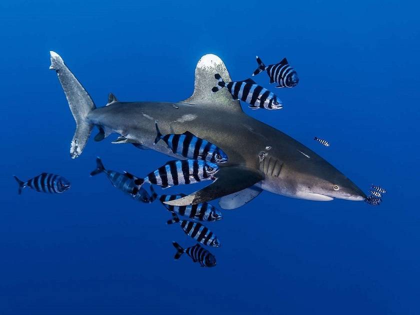 Китовая акула – фото, описание, ареал, рацион, враги, популяция