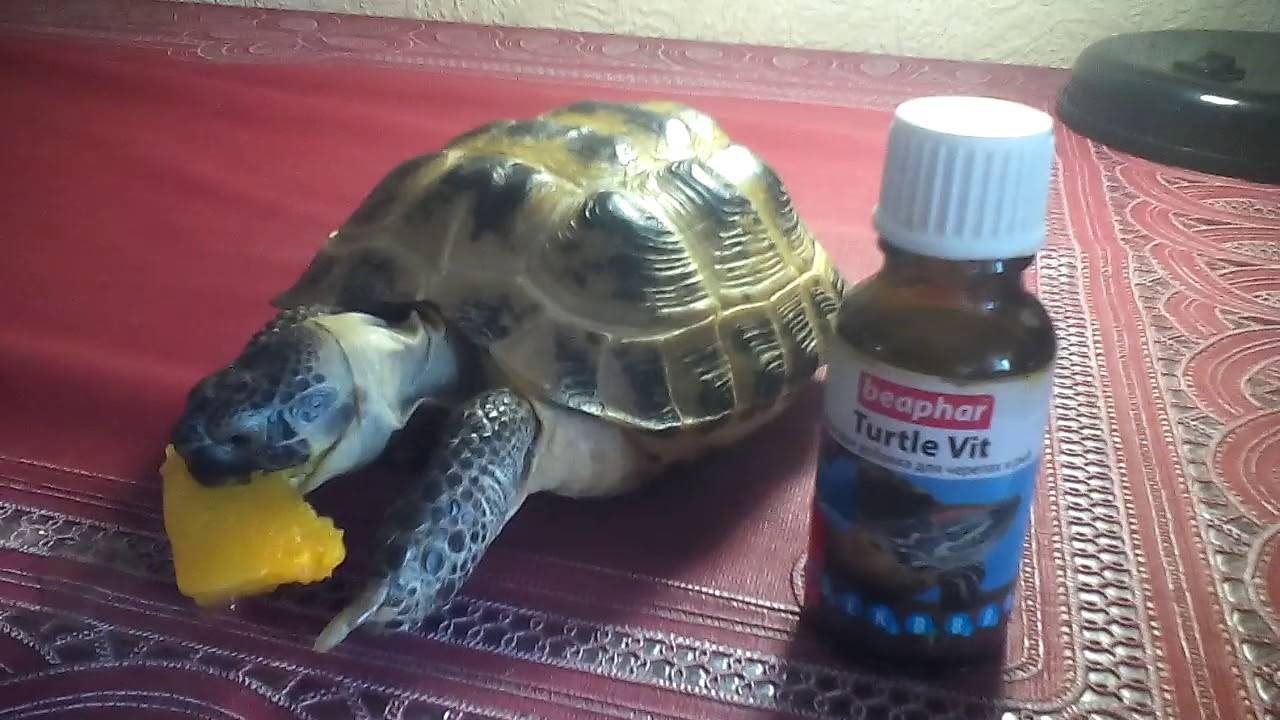 Содержание среднеазиатских черепах в неволе