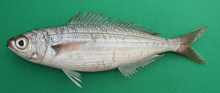 Рыба рыбец википедия