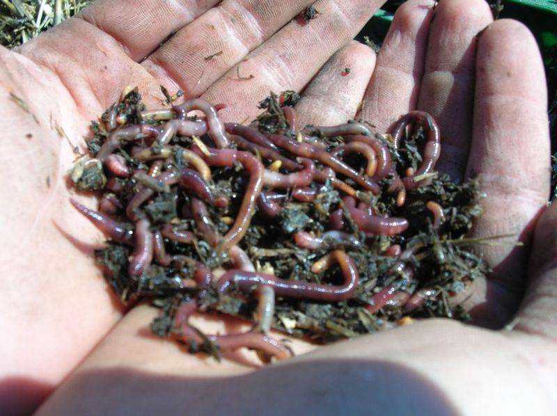 Как хранить дома червей для рыбалки: хранение дождевого червя в домашних условиях, как правильно сохранить в холодильнике