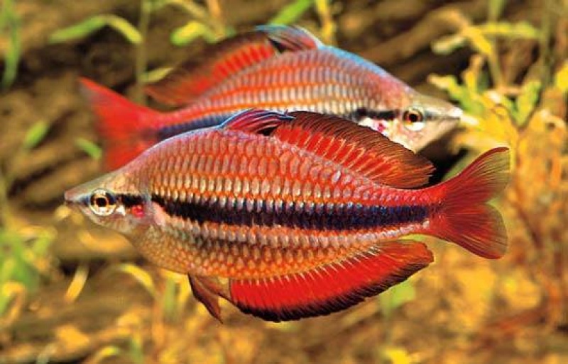 Рыбка радужница: содержание и уход, ее виды — неоновая, трехполосная и меланотения боэсмана