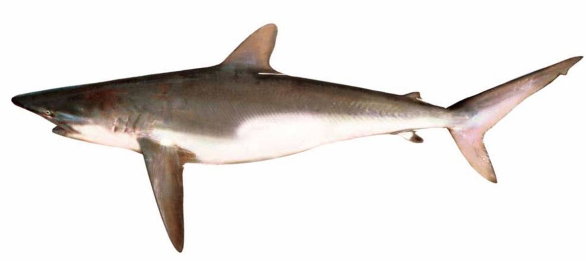 Акула-домовой, скапаноринх или акула-гоблин