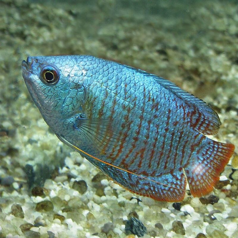 Лабиринтовые рыбки - характеристики , основные виды, нерест, фото