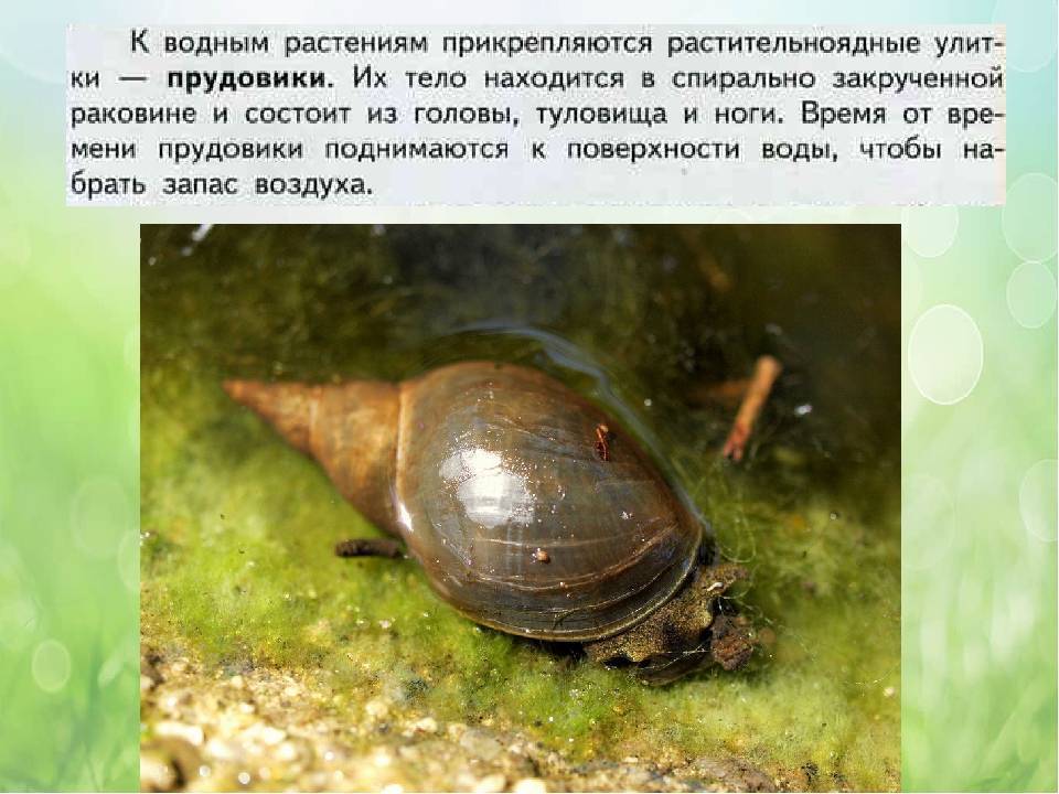 Аквариумная улитка: все о моллюске с фото и видео | pet7