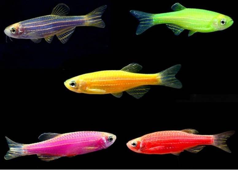 Данио розовый: размножение, содержание и уход аквариумной рыбки в домашних условиях, нерест в общем аквариуме, отличия самки от самца, болезни, фото, описание, цена, отзывы, мальки, кормление, парамет