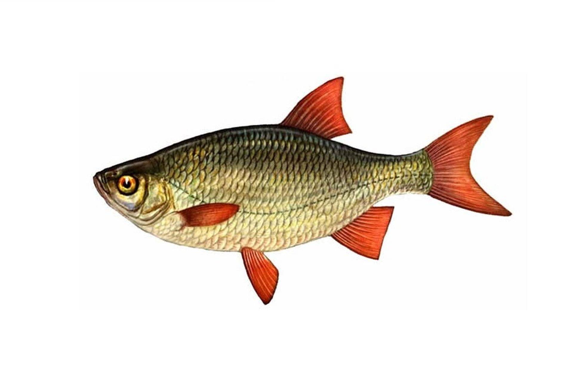Краснопёрка рыба
