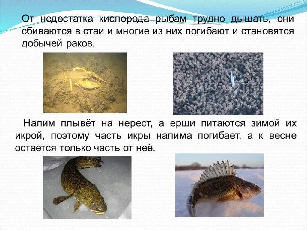 Как зимуют рыбы? описание, фото и видео – «как и почему»