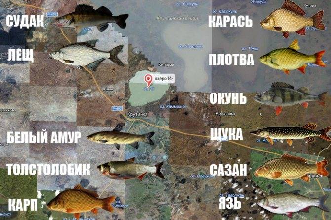 Ишим река - всё о рыбалке на водоеме, для рыбаков города петропавловск.