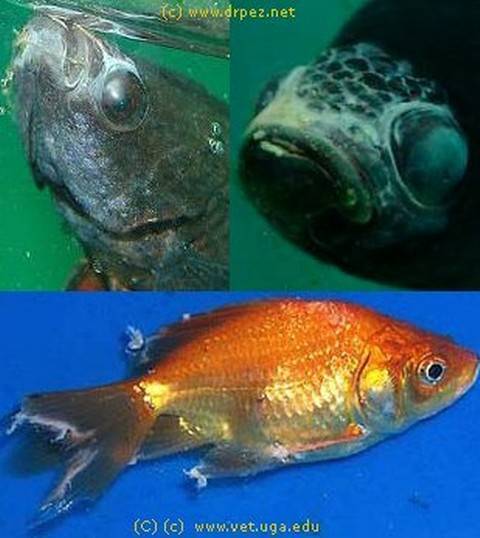 Признаки болезни аквариумных рыбок внешнии с фото