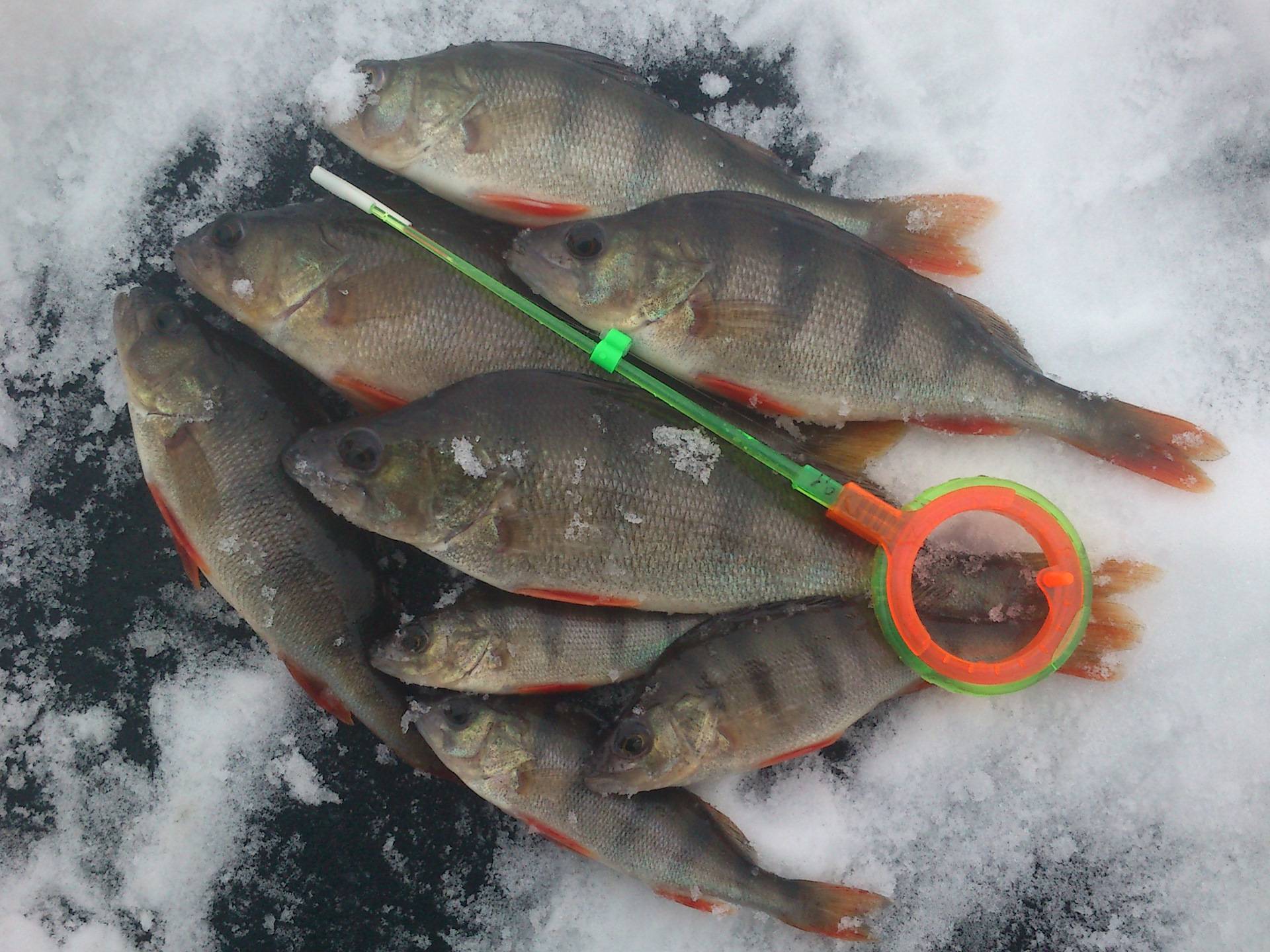 Зимняя рыбалка в феврале на озере. какую рыбу ловить в феврале. на малых реках в феврале