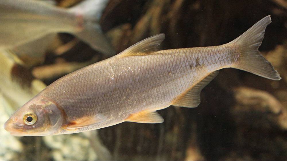 Рыба ревяка википедия фото