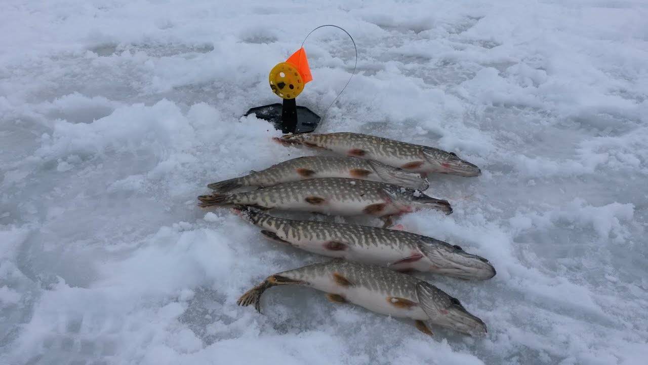 Зимняя рыбалка на щуку. Щука на жерлицы зимой. Жерлицы для зимней рыбалки на щуку. Зимние жерлицы на щуку. Улов на жерлицы.