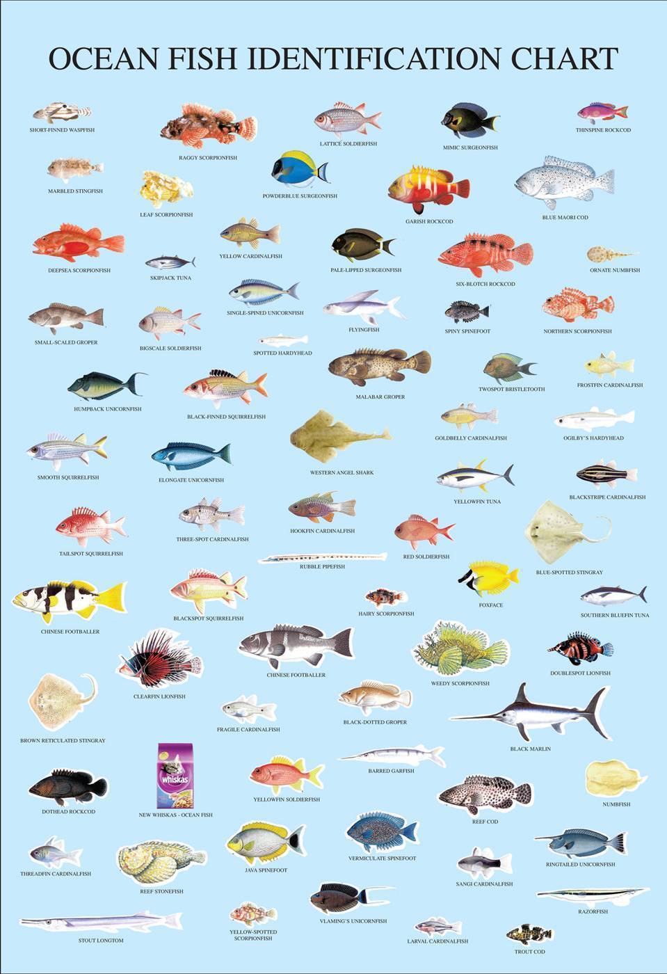 виды морских рыб с фото и названиями