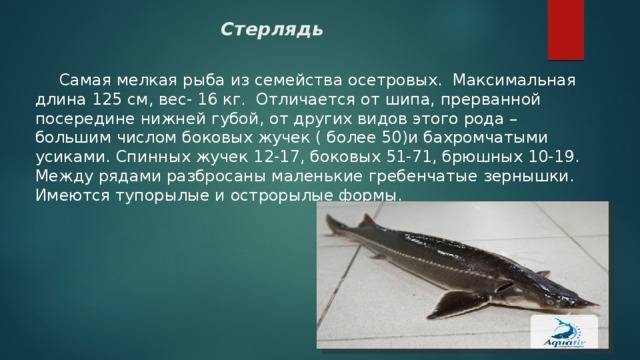Осетр: описание рыбы, среда обитания,  чем питается в природе