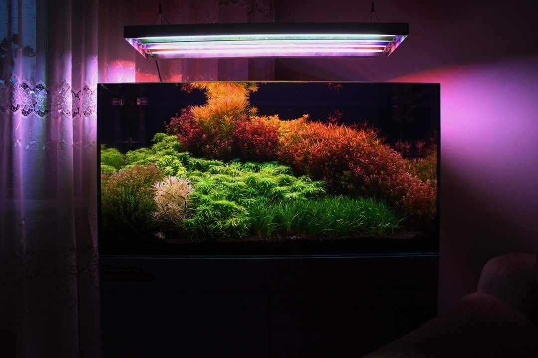 Голландский аквариум: схема посадки растений, оформление своими руками, фото