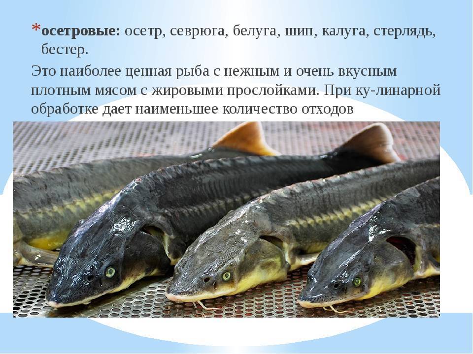 Осетр: описание рыбы, фото, разновидности, нерест, ловля, разведение и выращивание