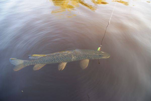 Река лена | якутия, фото, рыбалка
