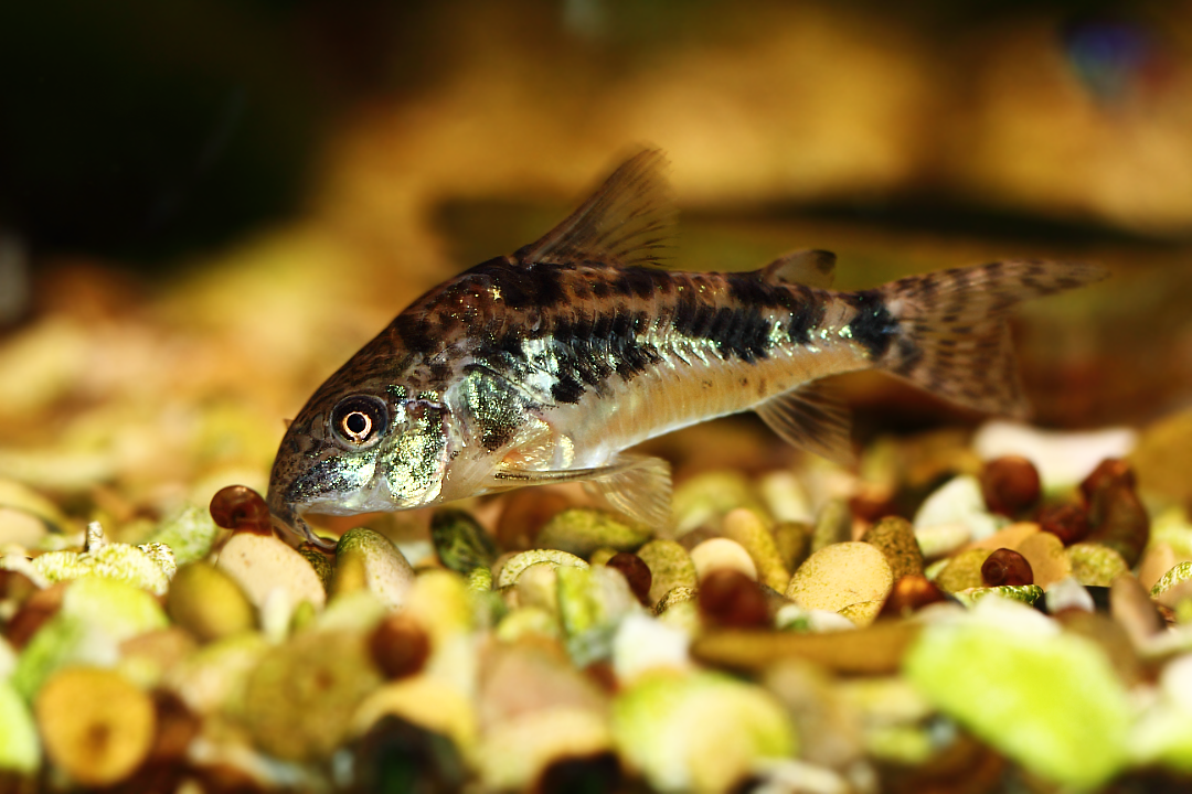 Как размножаются сомики в аквариуме (анциструсы, крапчатые, коридорасы, таракатумы): описание, видео, фото