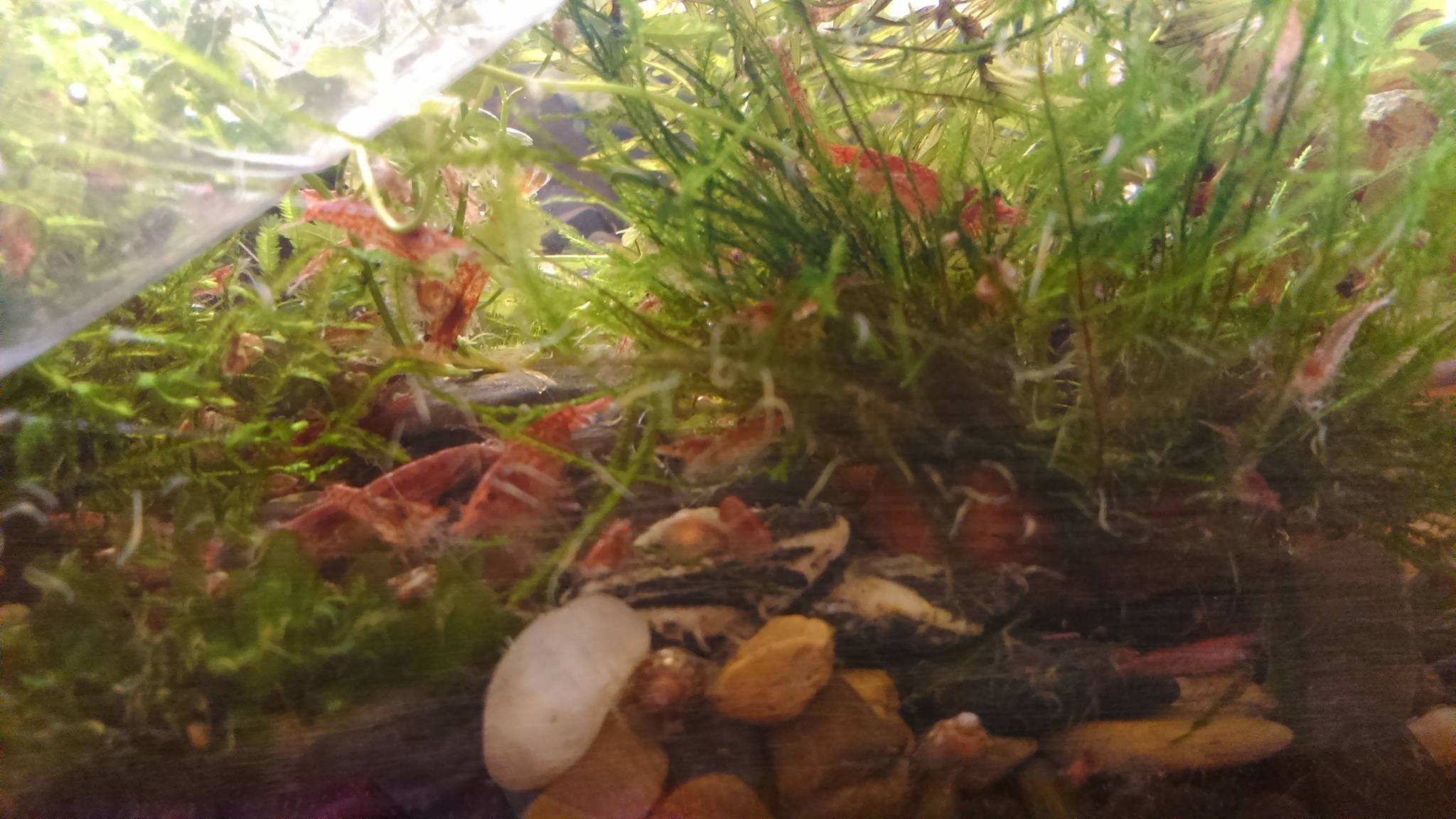Чем и как кормить креветок в аквариуме? 13 фото чем питаются аквариумные креветки? как их кормить в аквариуме с рыбками?