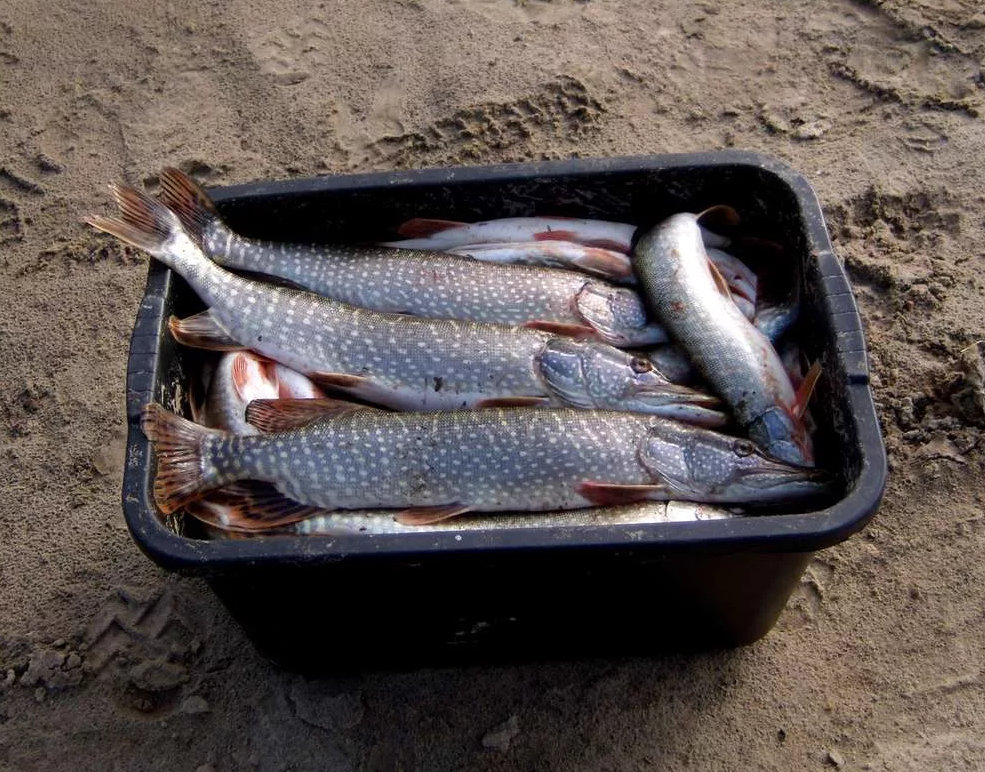 Рыбалка в Омске и Омской области — какая рыба водится