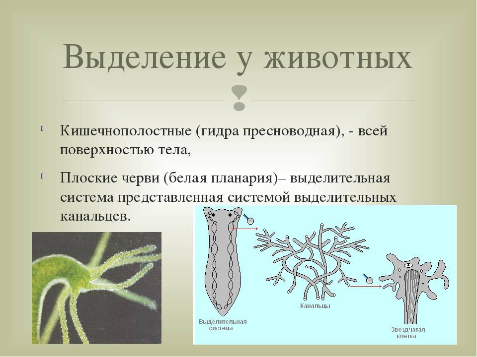 Какие черви кишечнополостные