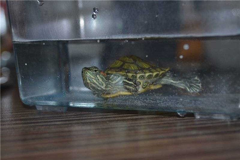 Красноухая черепаха в домашних условиях: содержание от а до я