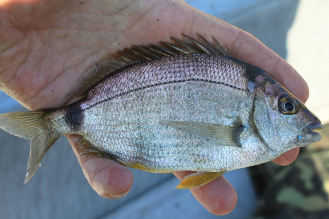 Морской карась фото черное море