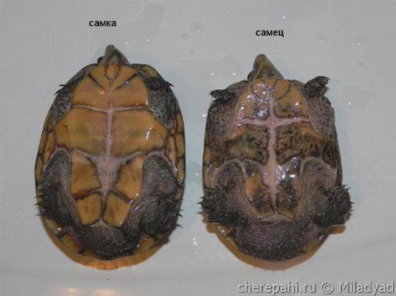 Как определить пол и возраст черепахи красноухой, фото