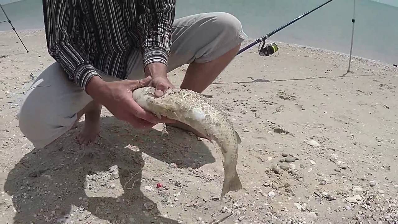 Снасть на пеленгаса на азовском море своими руками фото