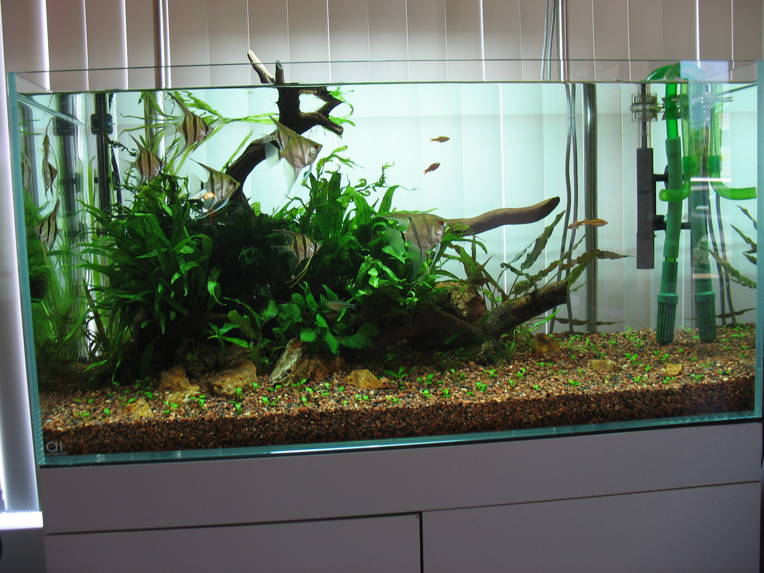 Как правильно сажать растения в аквариуме разных типов