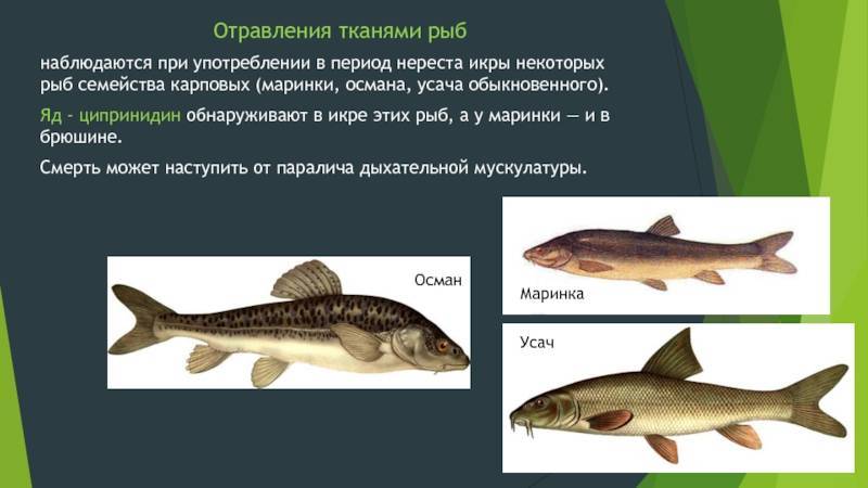 Рыба усач: виды, описание, фото