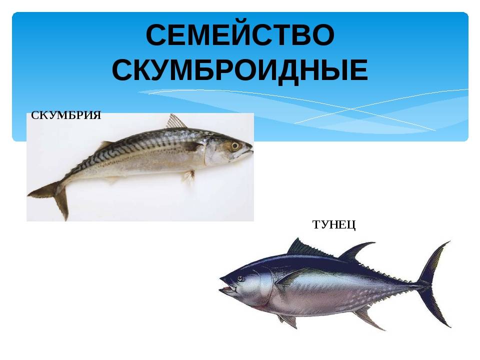 Польза скумбрии и противопоказания к ее употреблению: 110 фото полезных качеств и особенности употребления рыбы для организма