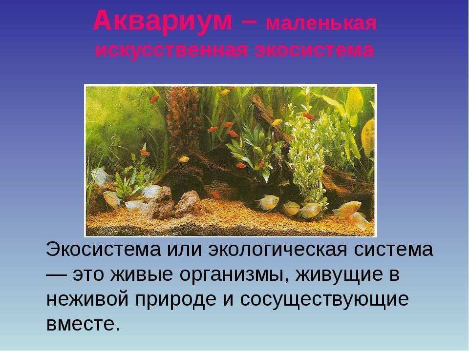 Какие организмы живут в аквариуме 5 класс. Экосистема аквариума. Аквариум искусственная экосистема. Аквариум маленькая искусственная экосистема. Искусственный биогеоценоз аквариум.