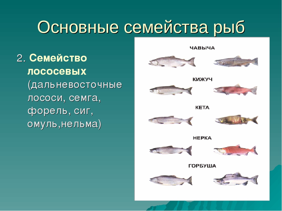 Красная рыба виды названия фото