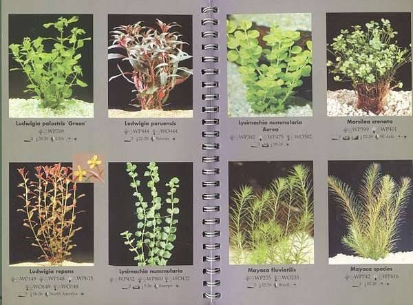 Аквариумные растения: фото видов с названием и описанием
