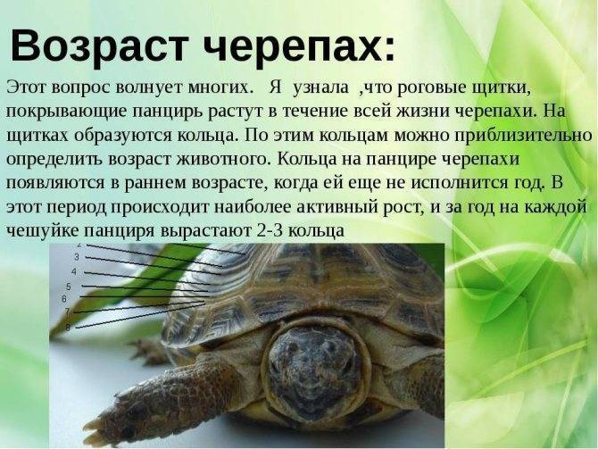Продолжительность жизни красноухой черепахи в аквариуме: как определить возраст