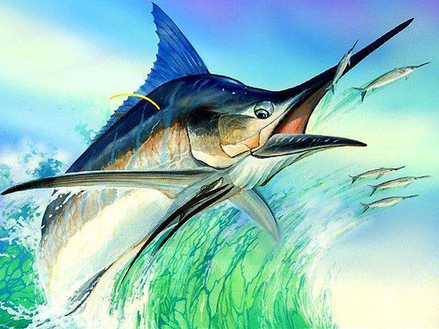Хищная рыба марлин: особенности вида, распространение, рецепты рыбных блюд