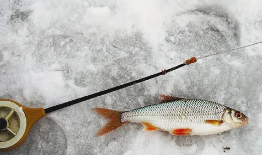 Ловля плотвы зимой - основные советы про эту рыбу