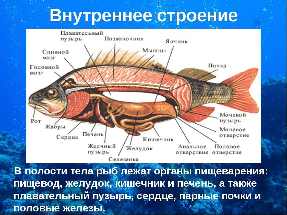 Виды рыб окуня: озерный, речной, лунный, чем питаются и где живут