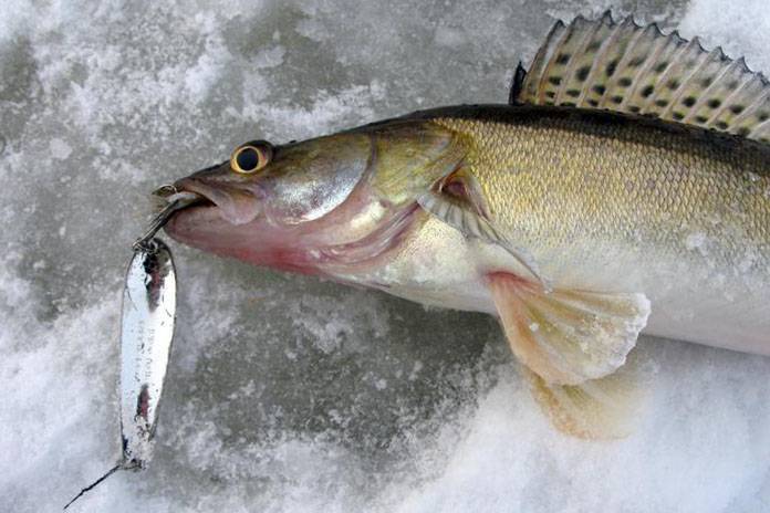 Зимняя ловля на блесну для начинающих: готовимся к рыбалке