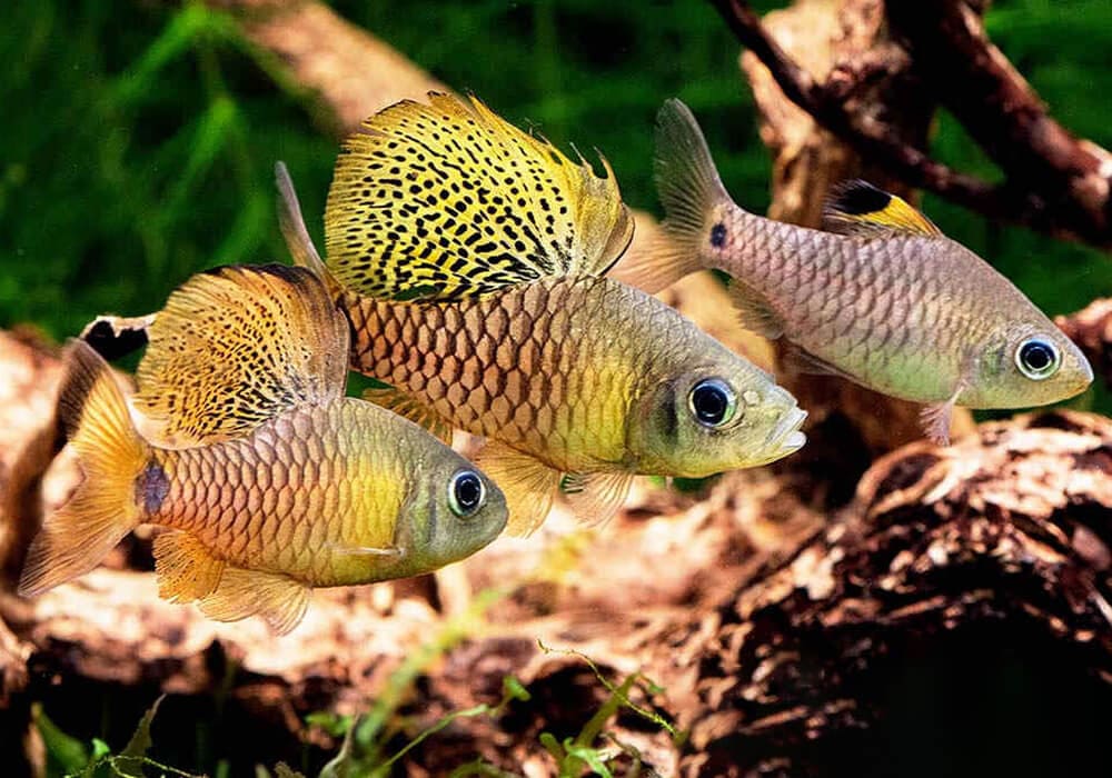 Самые неприхотливые аквариумные рыбки: краткий обзор и их содержание в домашнем аквариуме