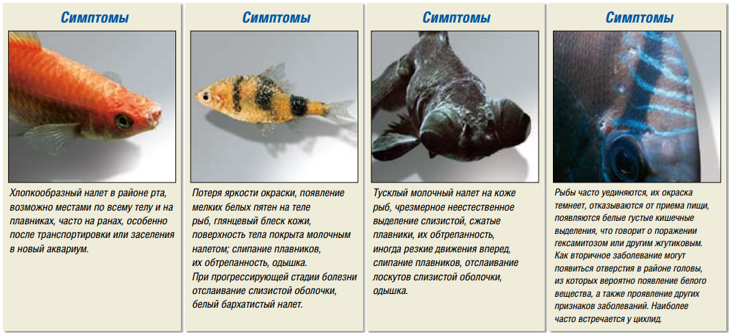 Болезни аквариумных рыбок : лечение, фото, симптомы, диагностика болезней аквариумных рыб