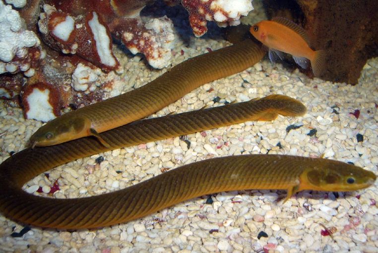 Аквариумная рыба каламоихт калабарский: содержание и размножение в домашнем аквариуме