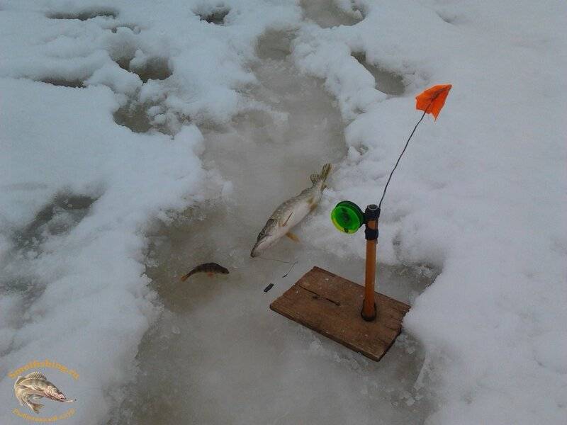 Ловля щуки на жерлицы зимой: как правильно ставить, секреты подледной рыбалки на реке с видео