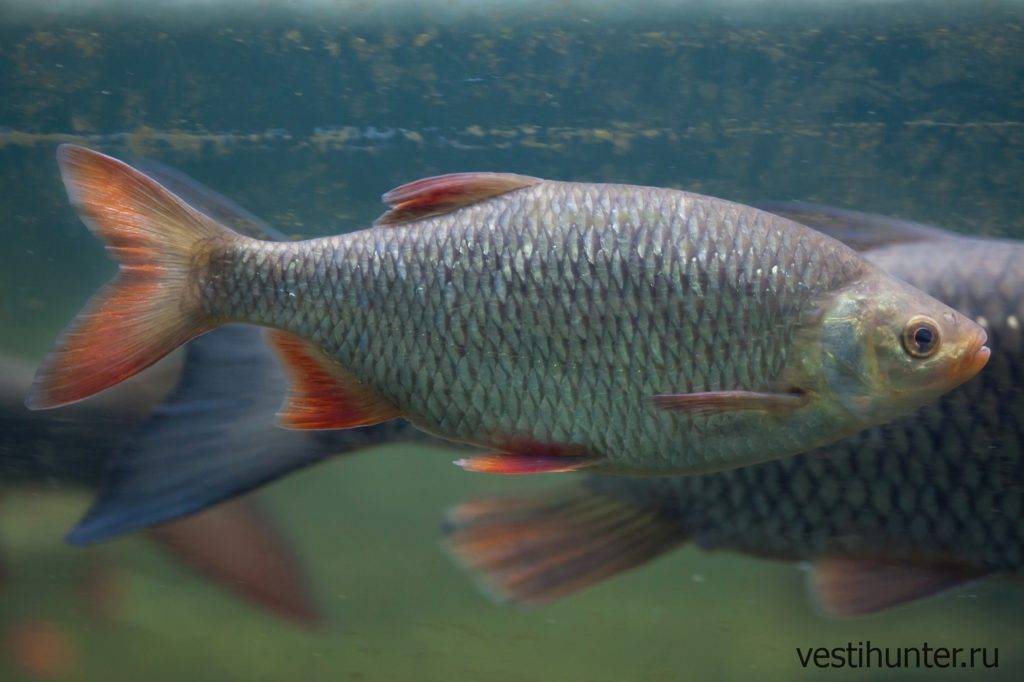 Рыба «Красноперка» фото и описание