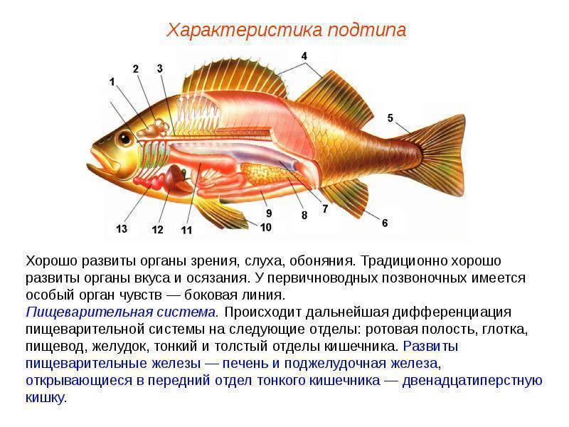 ✅ есть ли мозг у рыбы: строение и особенности. какой у рыбы iq? есть ли у рыб слух - sundaria.su