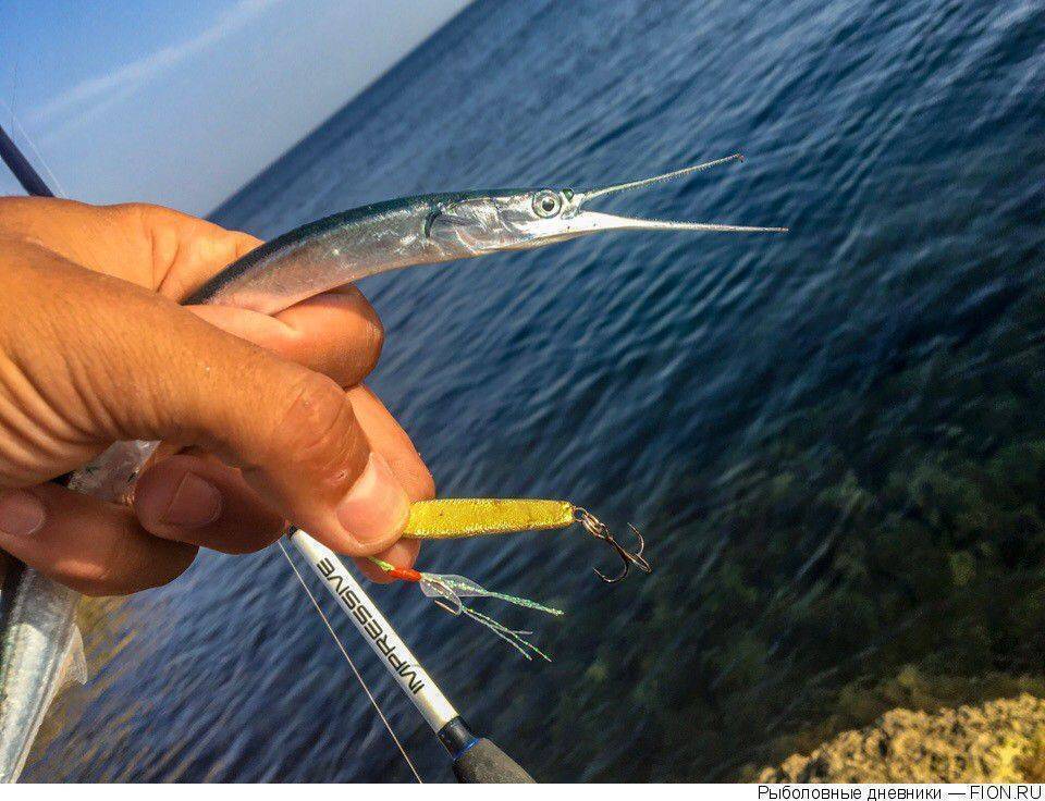 Ловля саргана в черном море: морская рыбалка со вкусом - черноморие.рф