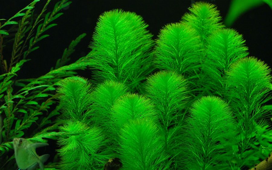 Перистолистник красностебельный — аквариумное растение.